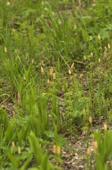 A patch of horsetails plants in the forest
