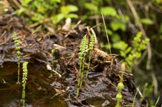 Horsetails growing in a small creeck
