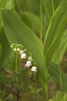 Lilly-of-the-Valley flower cluster and leaves
