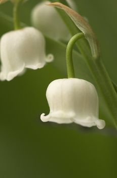 Macro image of two Lilly-of-the-Valley flowers
