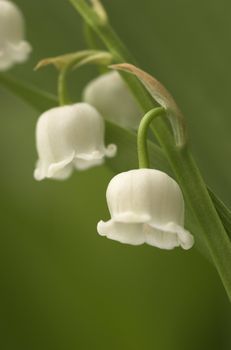 Macro image of two Lilly-of-the-Valley flowers
