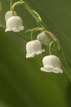 Macro image of three Lilly-of-the-Valley flowers
