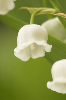 Macro image of a single Lilly-of-the-Valley flower from below. The focus is on the pistil.
