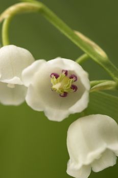 Lilly-of-the-Valley with one flower facing the camera. Focus is on the red spots inside the flower basin.
