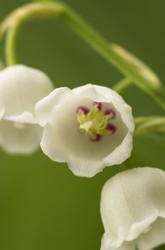 Lilly-of-the-Valley with one flower facing the camera. Focus is on the tip of the pistil (stigma) and on the outer parts of the petals.
