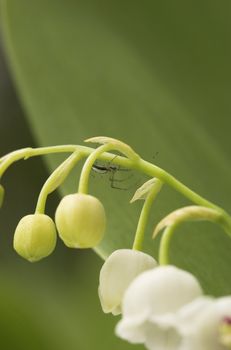 A small spider sitting on the lilly-of-the-valley flower.
