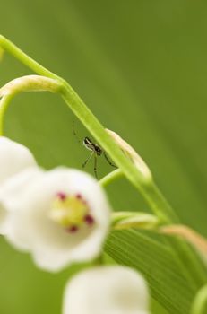 A small spider sitting on the lilly-of-the-valley flower.
