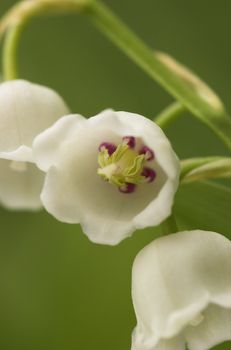 Lilly-of-the-Valley with one flower facing the camera. Focus is on the stamen (anthers) and the middle of the flower
