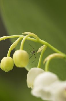 A small spider sitting on the lilly-of-the-valley flower.
