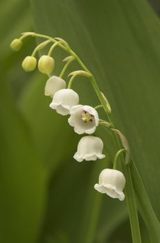 Lilly-of-the-Valley flower cluster and leaves, with one flower facing the camera
