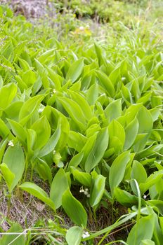 A small patch of Lilly-of-the-Valley flowers
