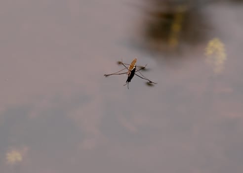 Waterstride on a river surface
