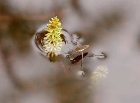A waterstrider, which parked itself by the tip of a horsetail plant.
