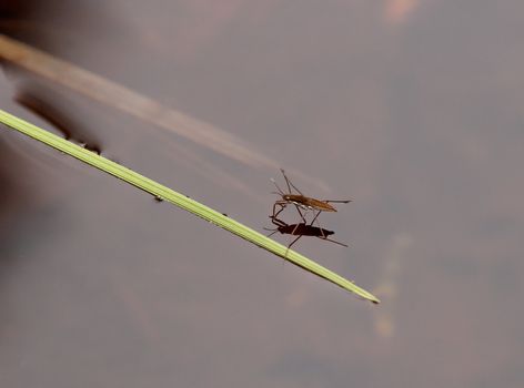 A waterstrider, which parked itself by a grass straw.
