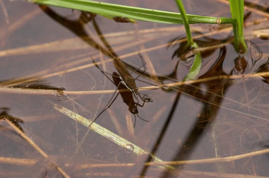 Waterstride on a river surface
