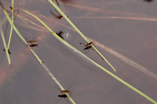 Three waterstriders resting and waiting for the prey.
