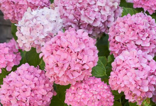 Beautiful Hydrangea Blossoms