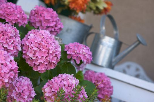 Beautiful Hydrangea Blossoms on Porch