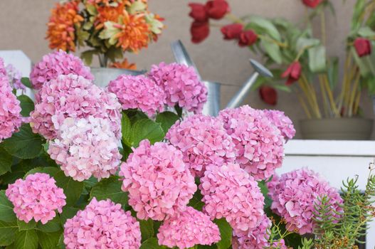 Beautiful Hydrangea Blossoms on Porch