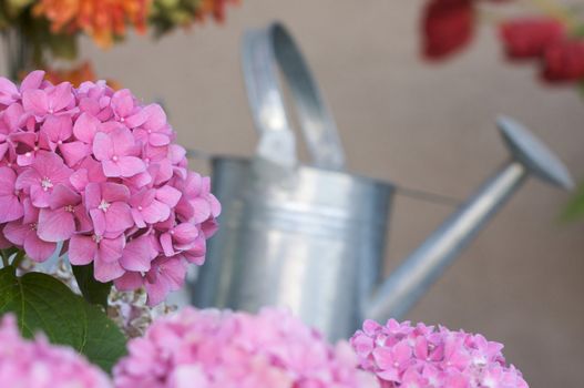 Beautiful Hydrangea Blossoms on Porch