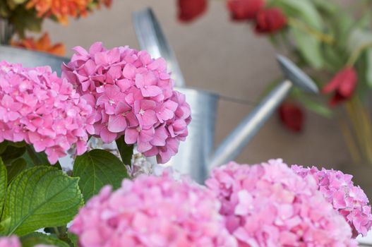 Beautiful Hydrangea Blossoms on Porch
