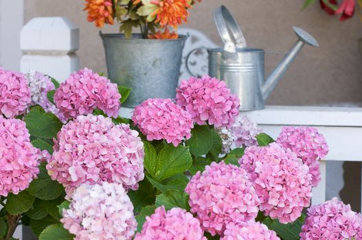 Beautiful Hydrangea Blossoms on Porch