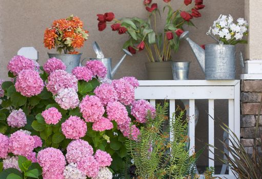 Beautiful Hydrangea Blossoms on Porch