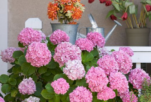 Beautiful Hydrangea Blossoms on Porch