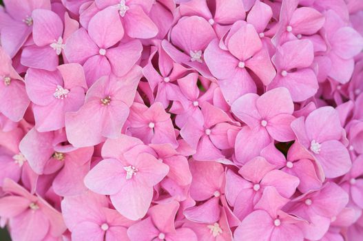 Beautiful Hydrangea Blossoms Macro