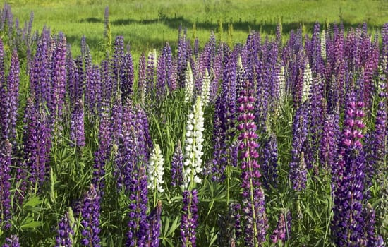 A field with white and violet lupins
