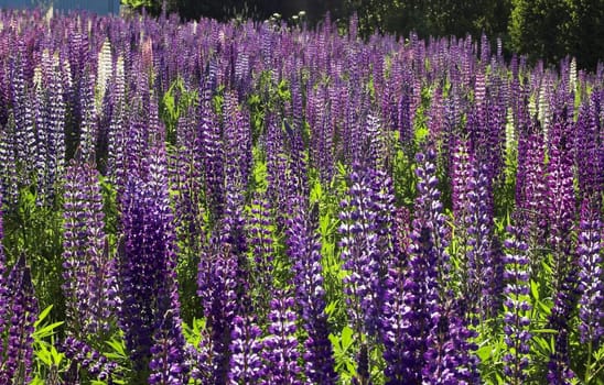 A field full of violet lupins
