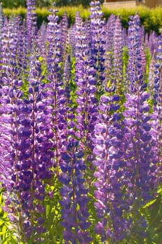 A field with white and violet lupins
