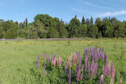 A grass field with a lupin patch in the foreground
