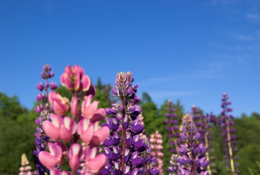 Pink and violet lupins against deep blue sky
