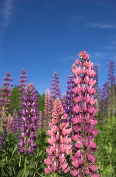 Pink and violet lupins against deep blue sky
