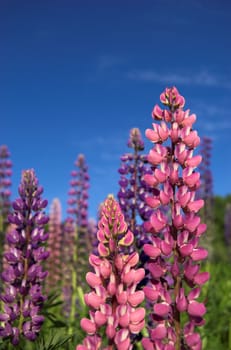 Pink and violet lupins against deep blue sky
