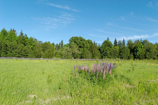 A grass field with a lupin patch in the foreground
