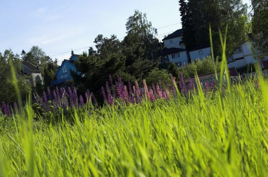 A grass field and a patch of lupins, seen from a cat's point of view
