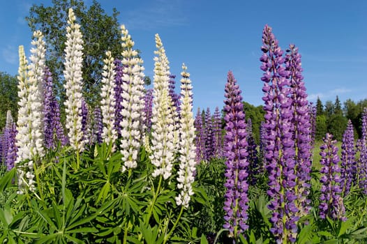 A row of white and blue lupins against blue sky.
