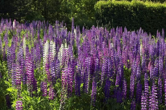 A field with white and violet lupins.
