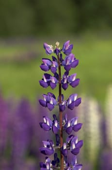 A single lupin flower cluster on soft background
