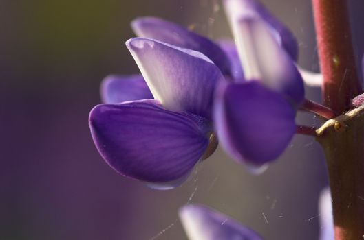 A macro image of a single lupin flower
