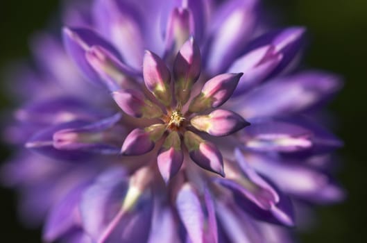 A cluster of Lupin flowers, seen from above
