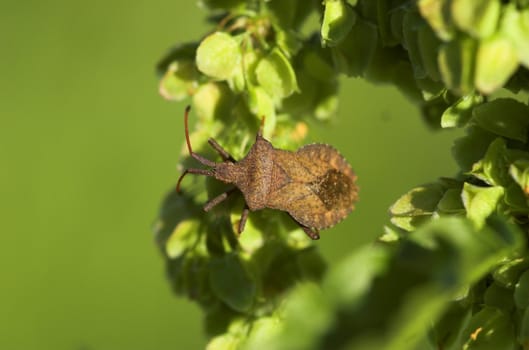 A dock bug (coreus marginatus), sitting on a green plant in evening sun.
