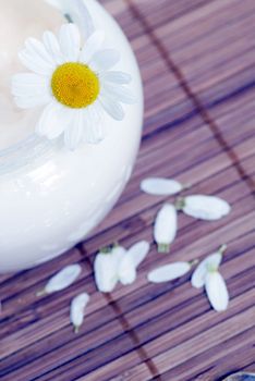 Chamomile and face cream - natural body-care