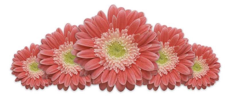 Gerber Daisy Row isolated on a white background.