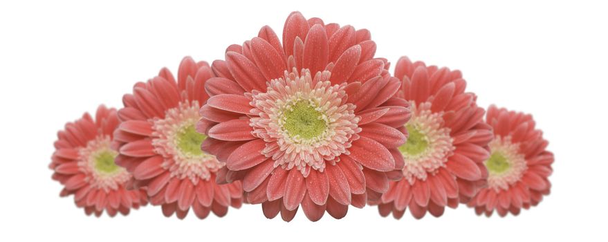 Gerber Daisy Row with variable depth of field isolated on a white background.