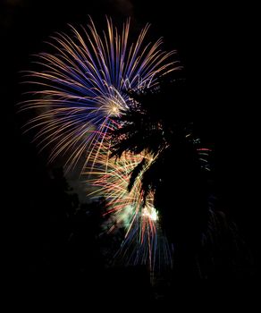 Fireworks behind a palm tree in silhouette