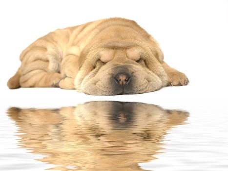 A young sharpei pup sleeping on the studio floor