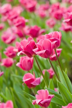 Tulips in flower garden with pink and green color.